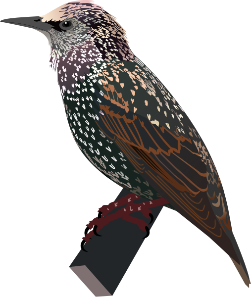 File:Common Starling.svg