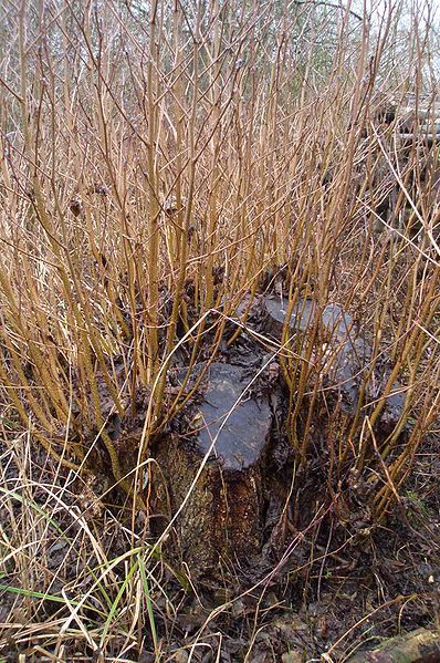 File:Coppice stool2.JPG