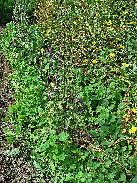 File:Delphinium staphisagria 001.JPG