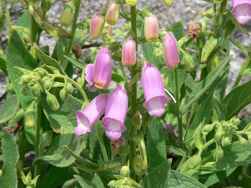 File:Digitalis thapsi 01.JPG