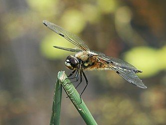 Four-spotted Chaser