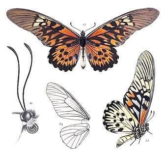 dorsal view of male imago lateral view of male imago wing venation of female magnified head of male Illustrated by Rippon (1894)