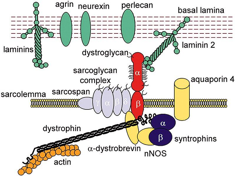 File:Dystrophin diagram.jpg