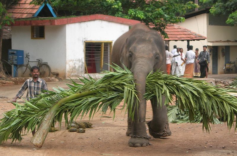 File:Elephant and Mahout.JPG