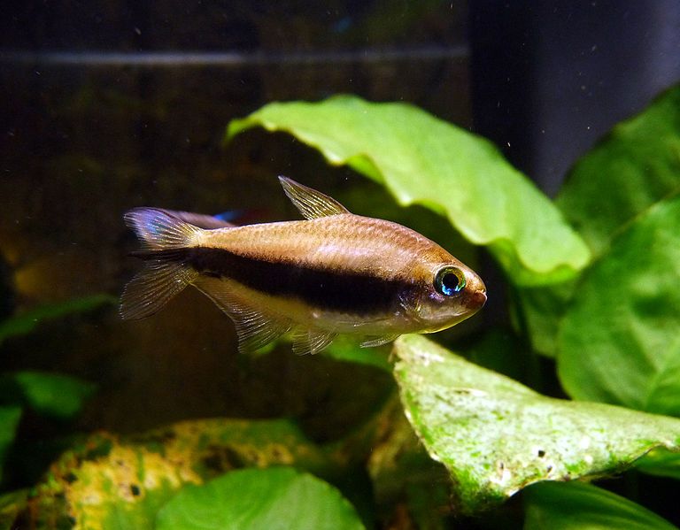 File:Emperor tetra.jpg