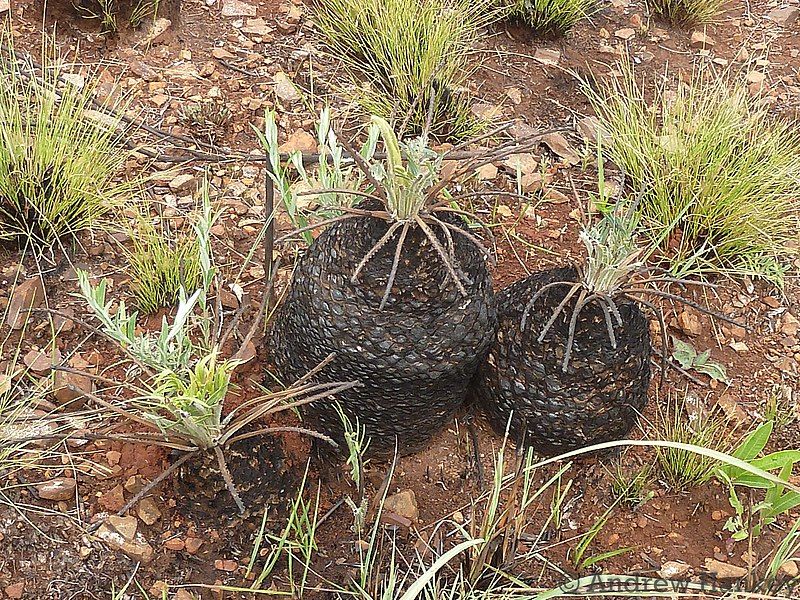 File:Encephalartos humilis 30882773.jpg