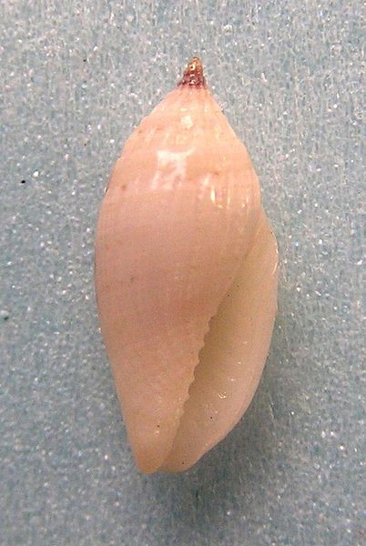 File:Eucithara conohelicoides 001.jpg