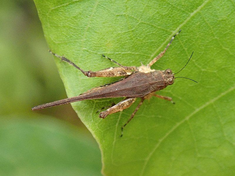 File:Eucriotettix tricarinatus.jpg