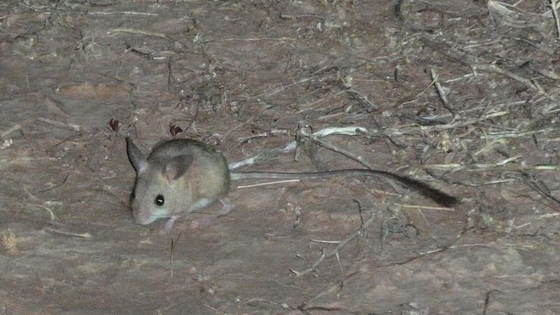 File:Fawn hopping mouse.jpg