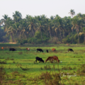 Cows grazing in the fields of Colvá