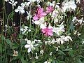 Oenothera lindheimeri cultivars