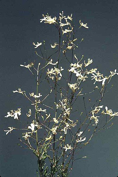 File:Goodenia pinifolia.jpg