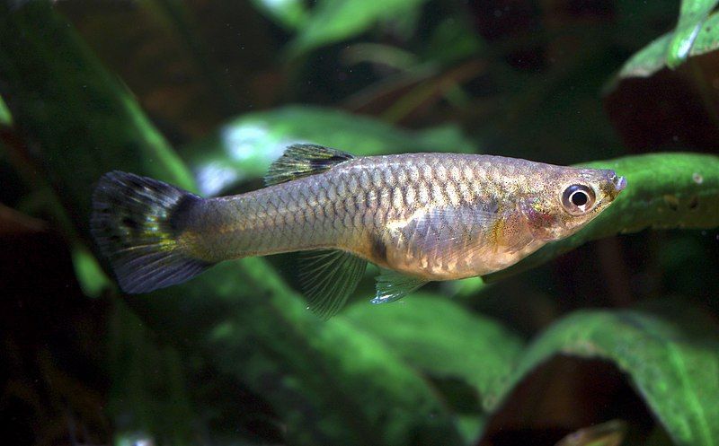 File:Guppy Poecilia reticulata.jpg