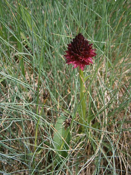 File:Gymnadenia rhellicani 01.JPG