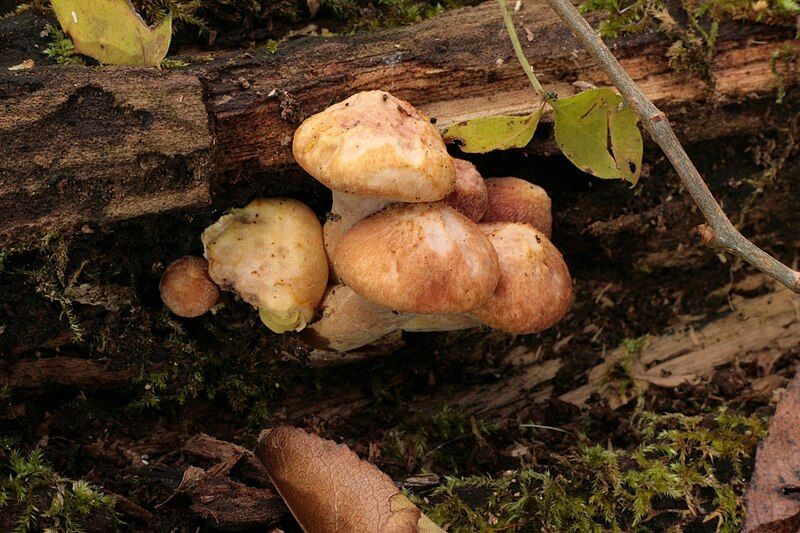 File:Gymnopilus braendlei 269283.jpg