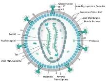 diagram of microscopic viron structure