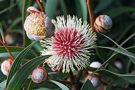 Hakea laurina, by JJ Harrison