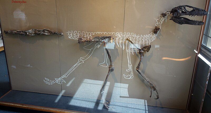 File:Harvard Deinonychus.jpg