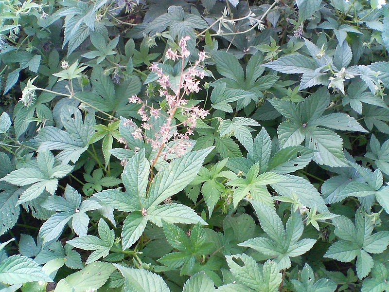 File:Humulus Japonicus 14OCT2007.jpg