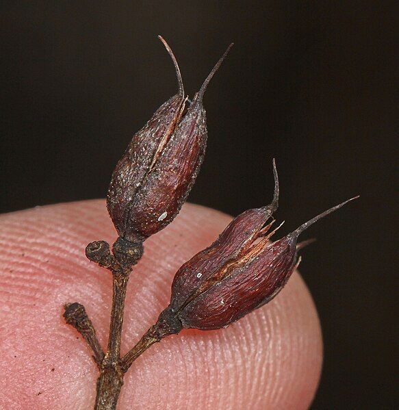 File:Hypericum prolificum fruit.jpg