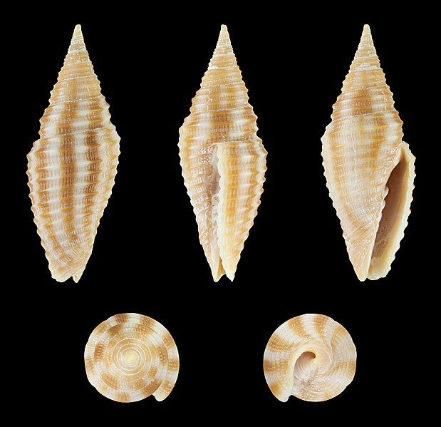 File:Imbricaria flammea 01.jpg