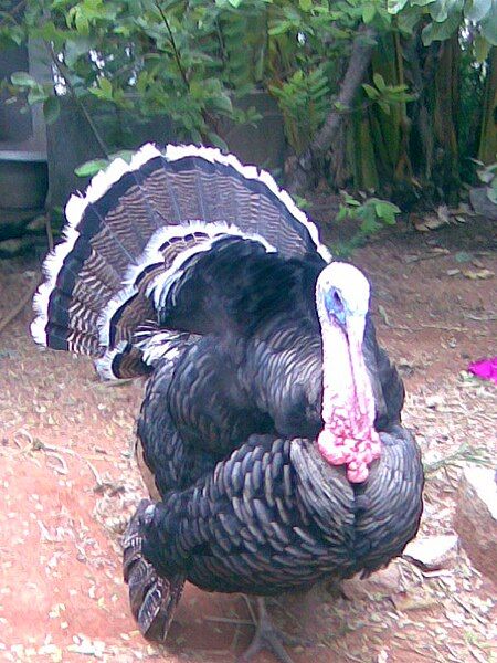 File:Indian Turkey.jpg