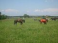 Horse races held during May 24 celebrations