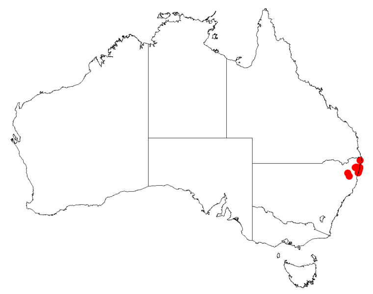 File:Isopogon mnoraifoliusDistMap25.png