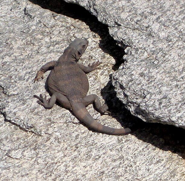 File:Juvenile common chuckwalla.jpg