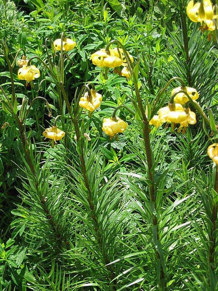 File:Lilium pyrenaicum002.jpg