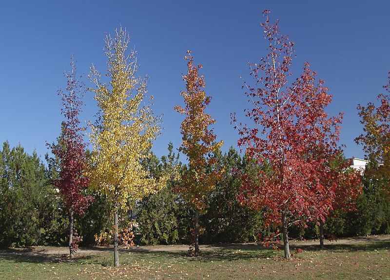 File:Liquidambar-otonno-20071028-1.jpg