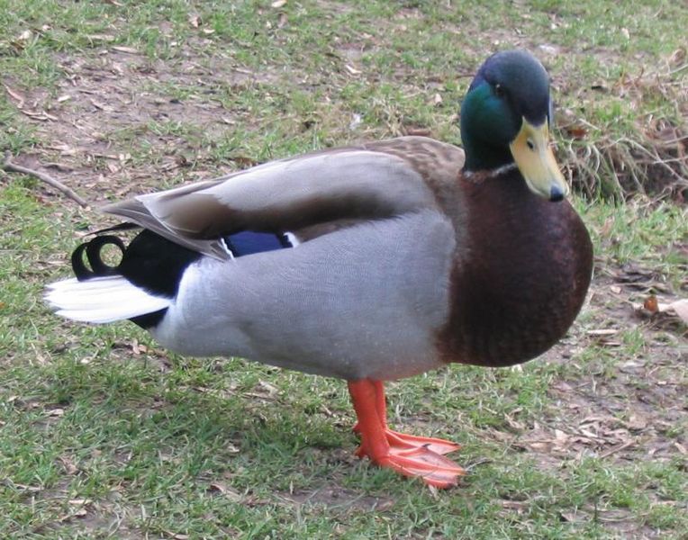 File:Mallard drake.jpg