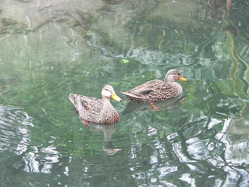 File:Mottled Duck pair.jpg