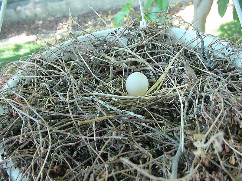 File:Mourning Dove Egg.JPG