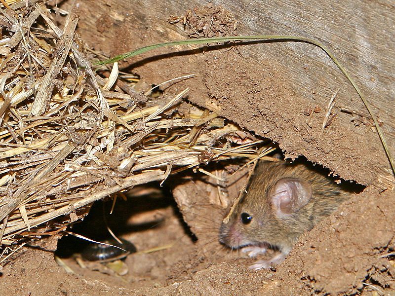 File:Mouse vermin02.jpg