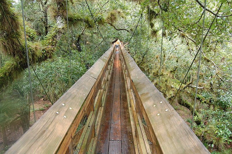 File:Myakka Canopy Walkway.JPG