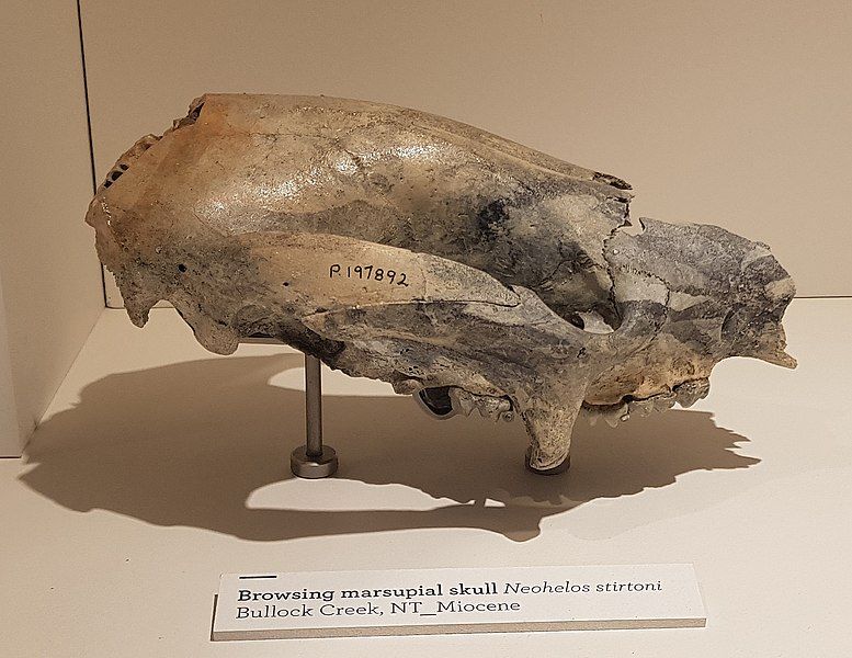 File:Neohelos skull.jpg