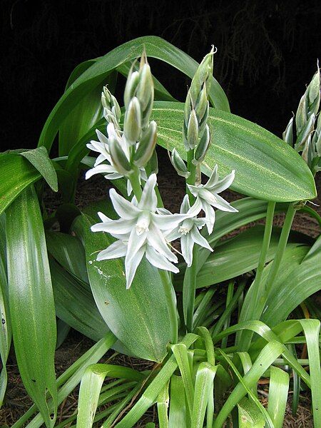 File:Ornithogalum nutans003.jpg