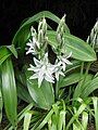 Ornithogalum nutans