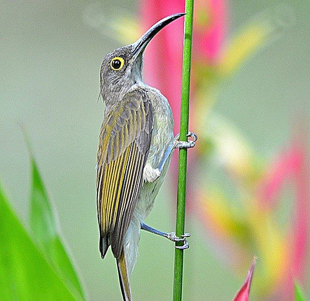 File:PALE SPIDERHUNTER (cropped).jpg