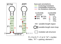 File:Pan-RNA.svg