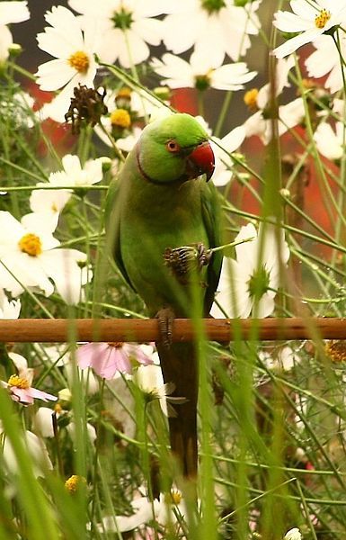 File:Parrot bd.jpg