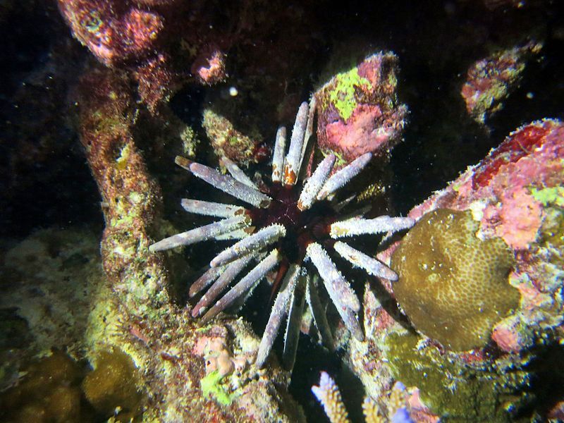 File:Phyllacanthus imperialis Maldives.JPG