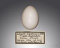 Egg of passenger pigeon