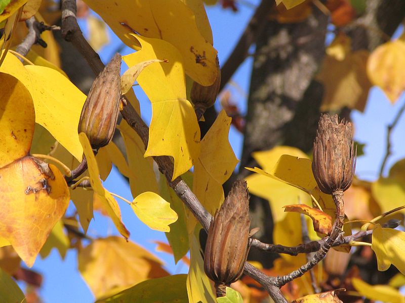 File:Plodovi Liriodendron tulipifera.jpg