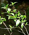 Populus angustifolia