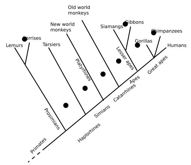 File:Primate cladogram.svg