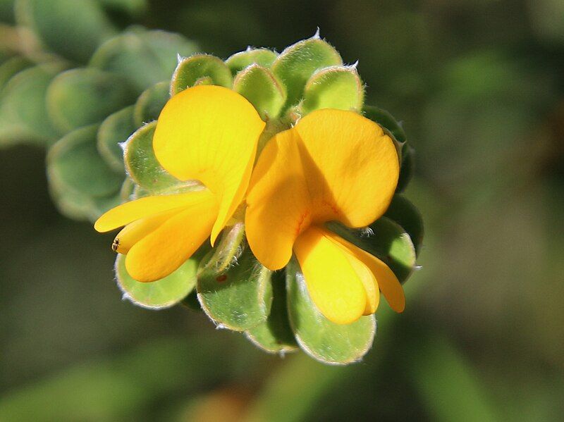 File:Pultenaea Barrenjoey.jpg