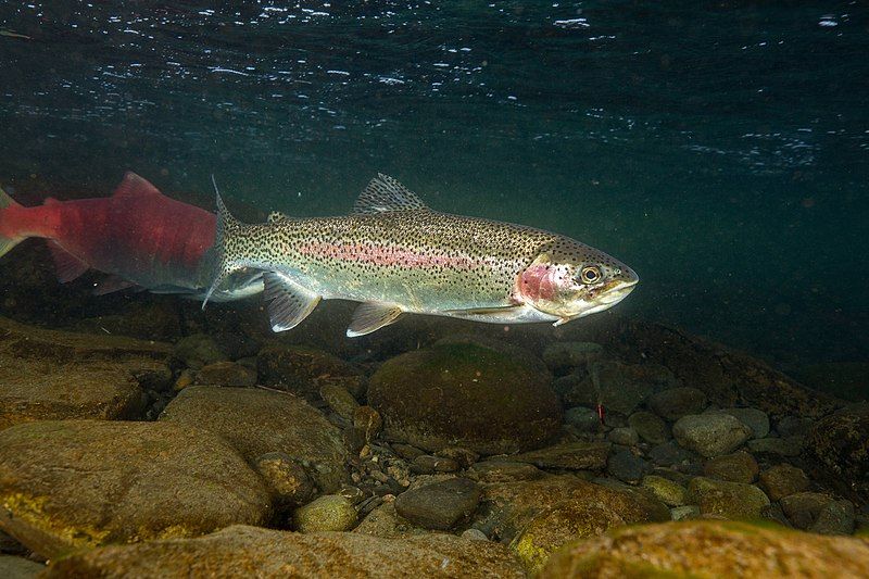 File:Rainbow trout 01.jpg