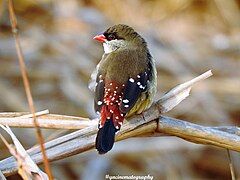 Male in non-breeding plumage